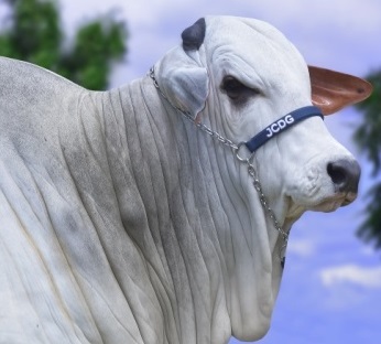 Landau da Di Genio na ExpoZebu