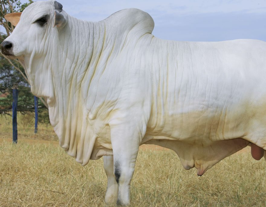 Os touros campeões da Nelore Di GENIO