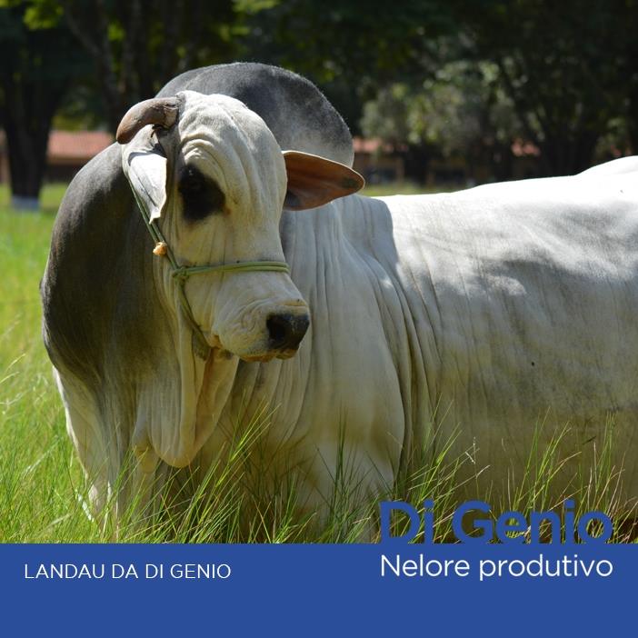 Nelore Di Genio promove Leilão LANDAU