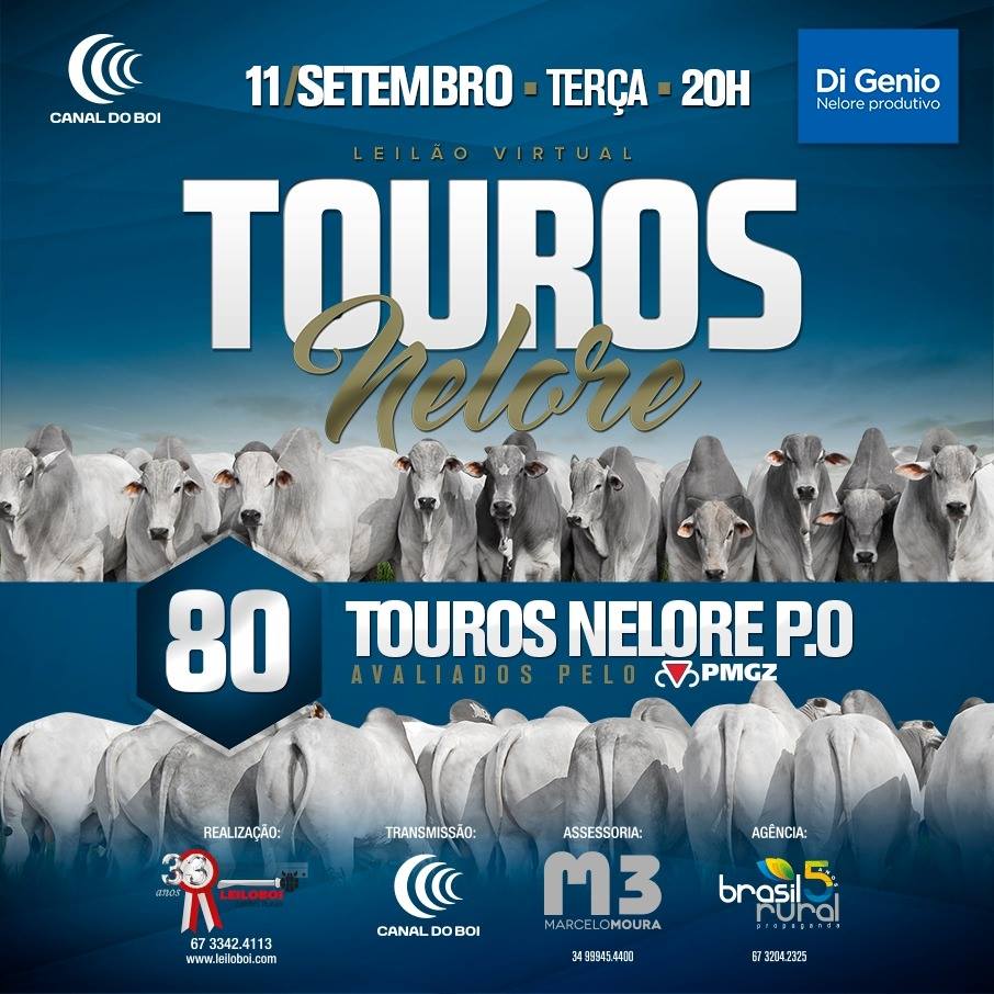 Nelore DI GENIO comemora sucesso com a venda de 80 touros PO em leilão