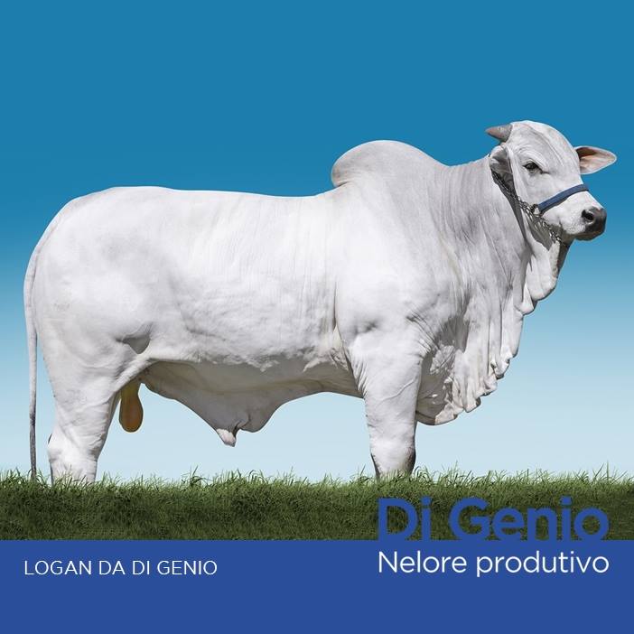 LANCHUDO e LOGAN, legítimos representantes da genética de altíssima qualidade do Nelore DI GENIO