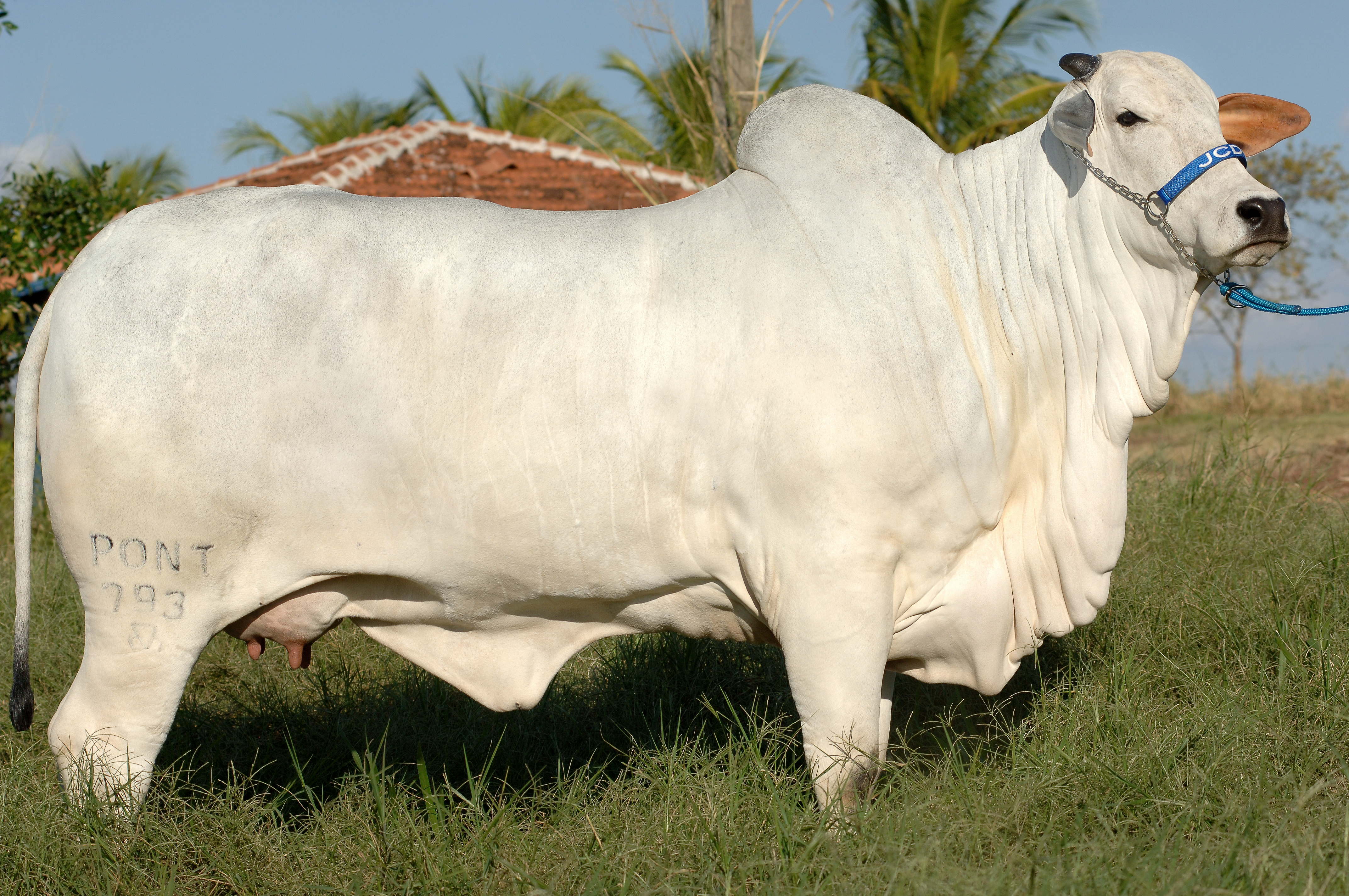 Qualidade do Nelore DI GENIO estará presente na Expogenética