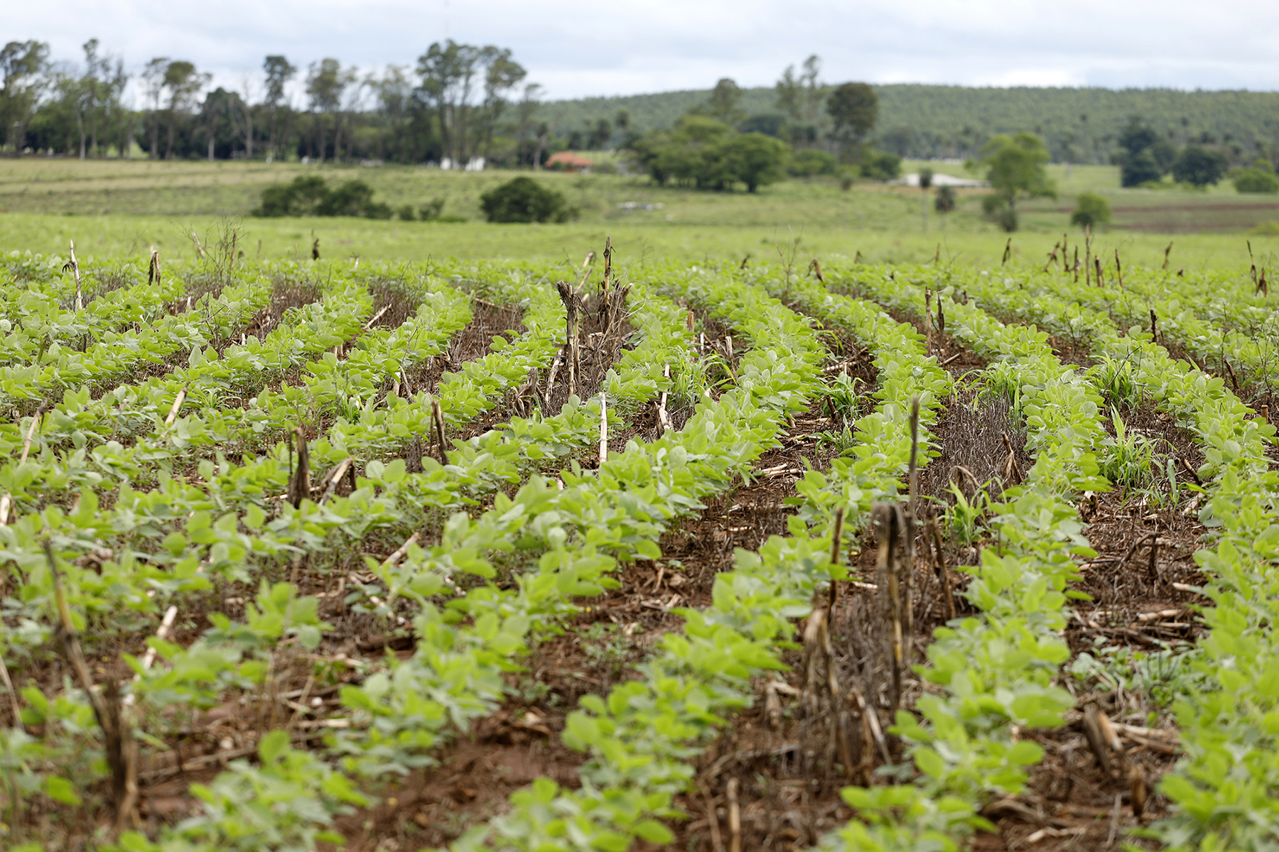 No Nelore DI GENIO, a agricultura também tem que ser produtiva
